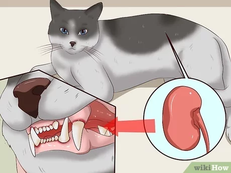 Detail Gigi Kucing Ompong Nomer 7