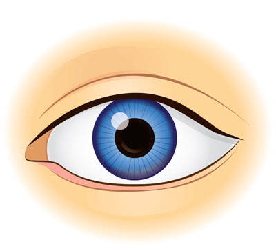 Detail Anatomie Des Auge Nomer 14