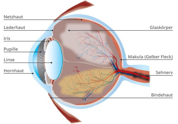 Detail Anatomie Des Auge Nomer 2