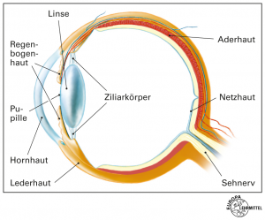 Detail Anatomie Des Auge Nomer 3