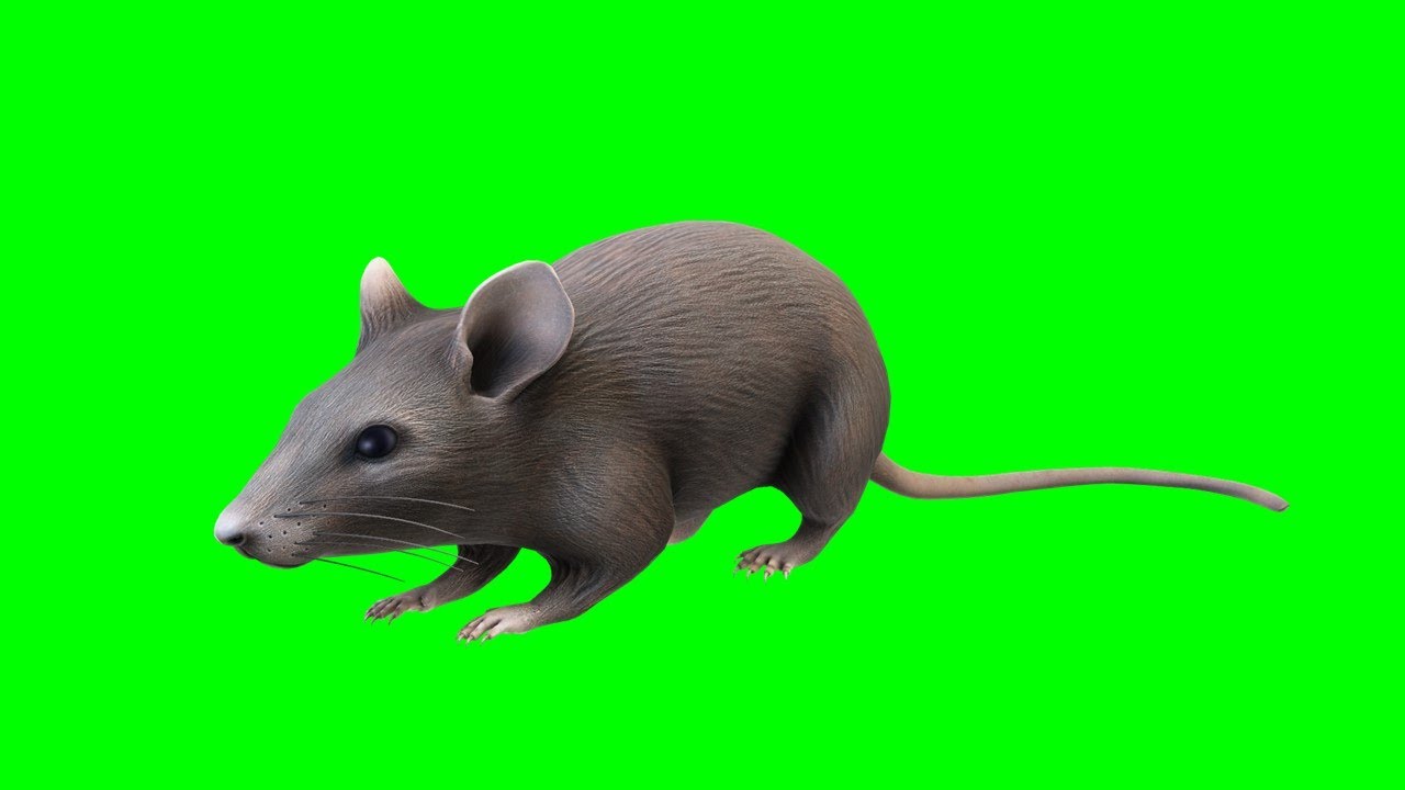 Detail Animated Mouse Images Nomer 25