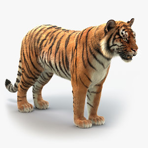 Detail Animated Tiger Nomer 44