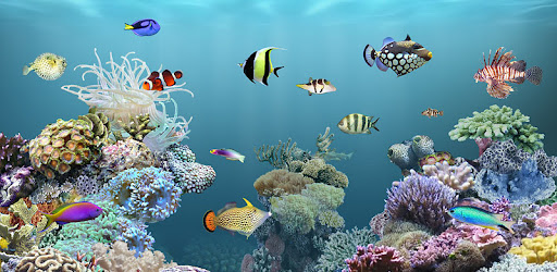 Anipet Aquarium Live Wallpaper - KibrisPDR