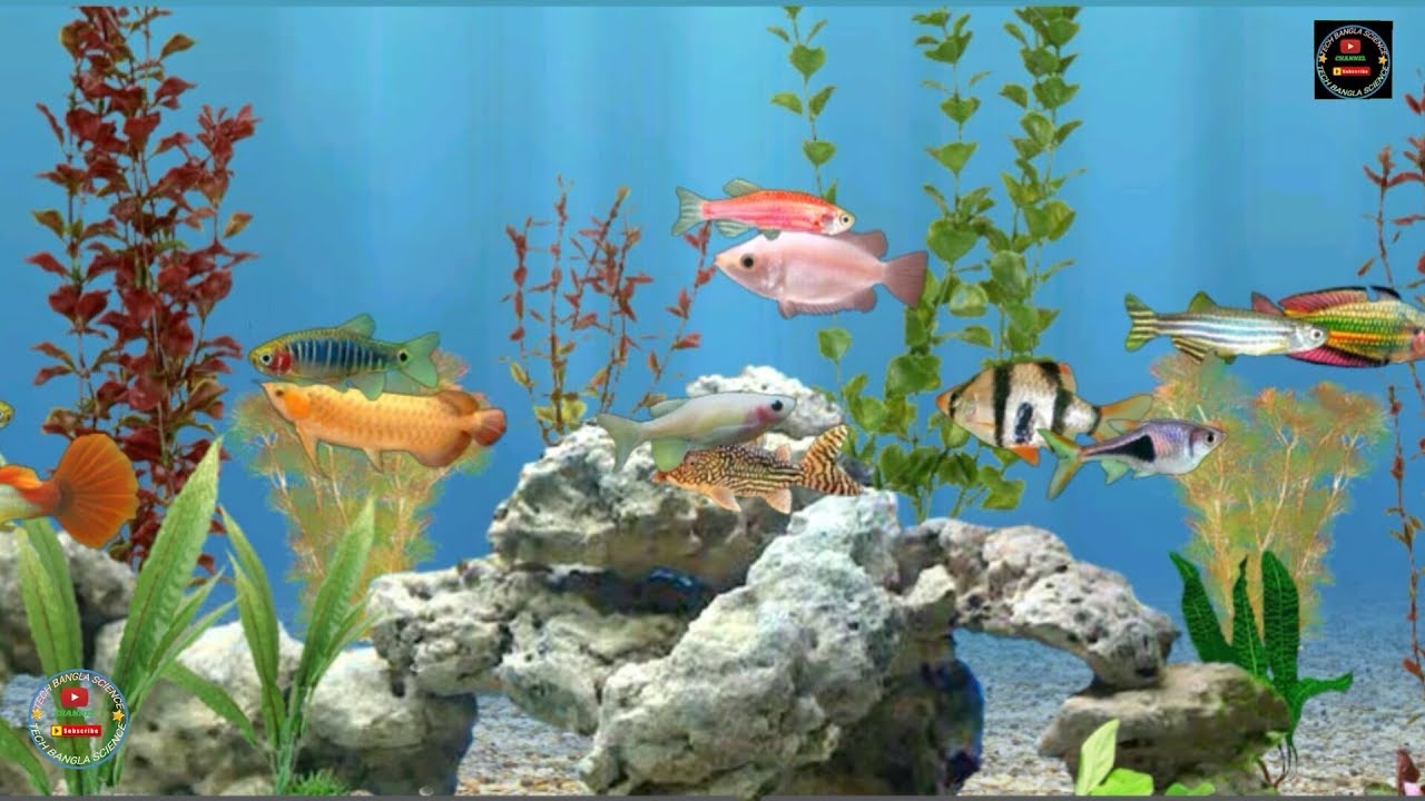 Detail Anipet Aquarium Live Wallpaper Nomer 25