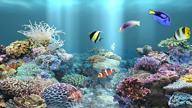 Detail Anipet Aquarium Live Wallpaper Nomer 35