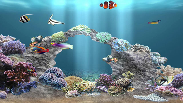 Detail Anipet Aquarium Live Wallpaper Nomer 36