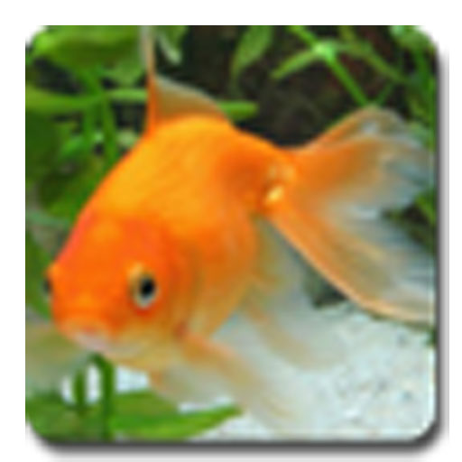 Detail Anipet Aquarium Live Wallpaper Nomer 41