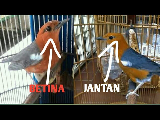 Detail Anis Merah Jantan Dan Betina Nomer 3