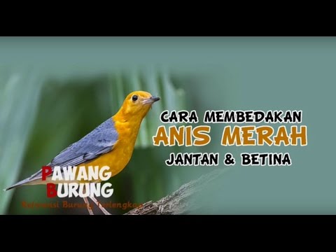 Detail Anis Merah Jantan Dan Betina Nomer 37