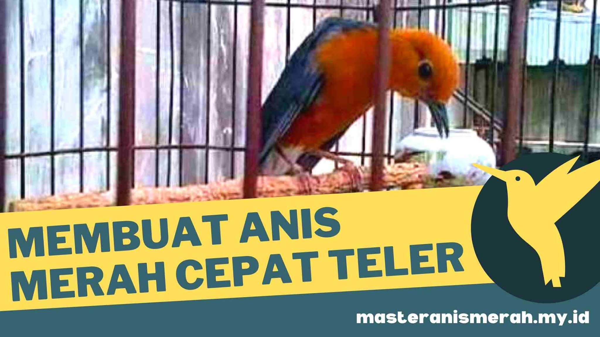 Detail Anis Merah Jantan Dan Betina Nomer 49