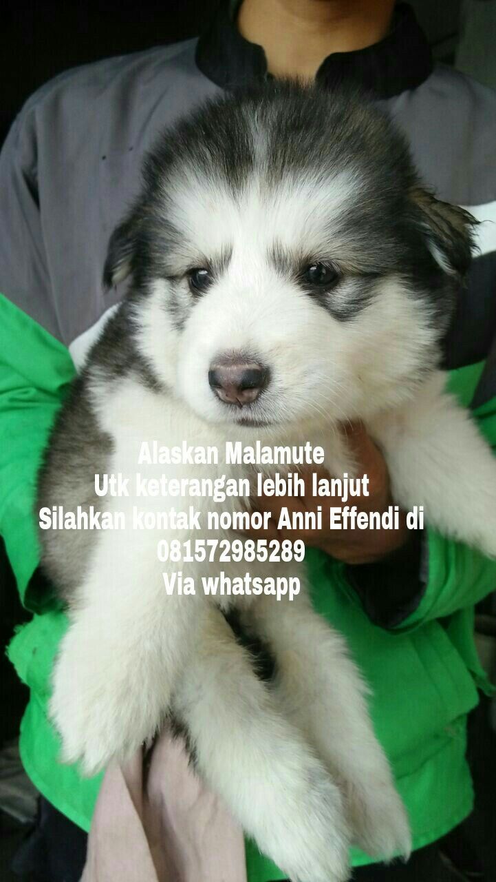 Detail Anjing Alaskan Malamute Nomer 24