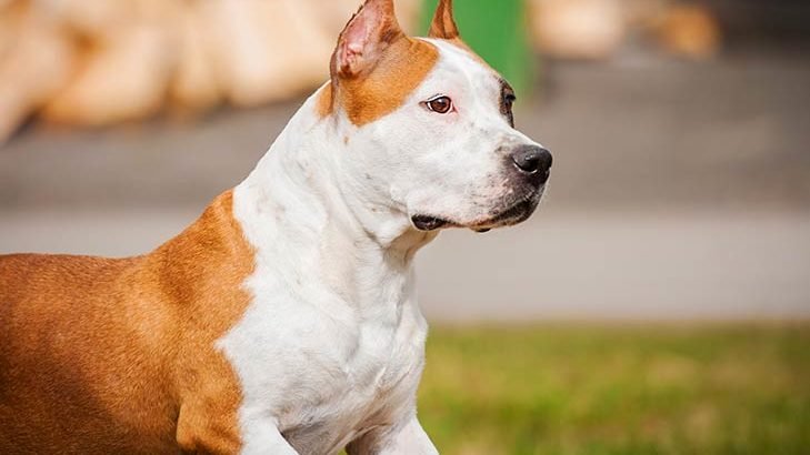 Detail Anjing American Pitbull Nomer 17