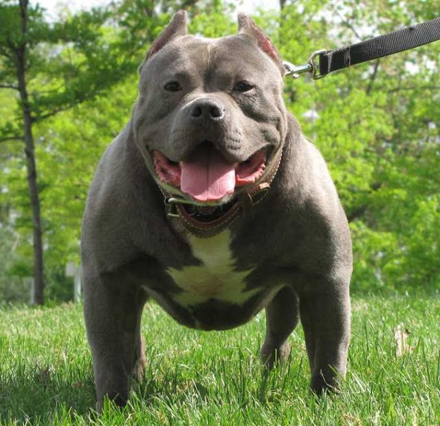 Detail Anjing American Pitbull Nomer 23