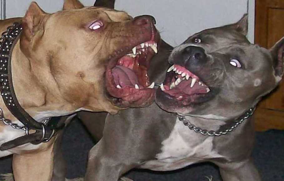 Detail Anjing American Pitbull Nomer 30