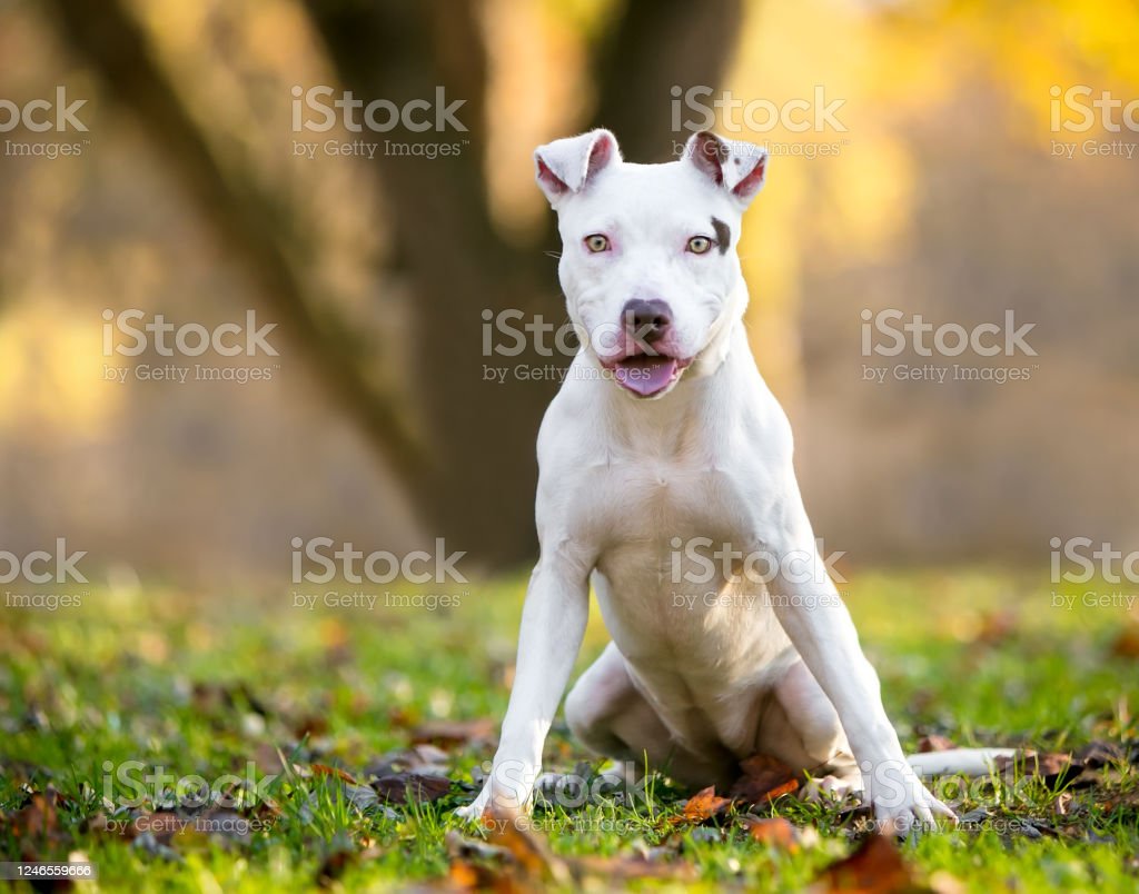 Detail Anjing American Pitbull Nomer 33