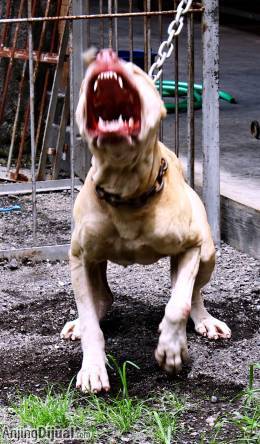 Detail Anjing American Pitbull Nomer 56