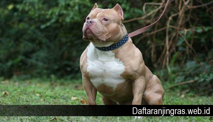 Detail Anjing American Pitbull Nomer 7