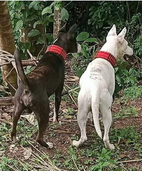 Detail Anjing Berburu Babi Hutan Nomer 12