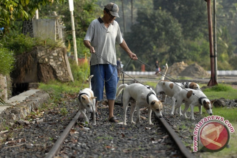 Detail Anjing Berburu Babi Hutan Nomer 13