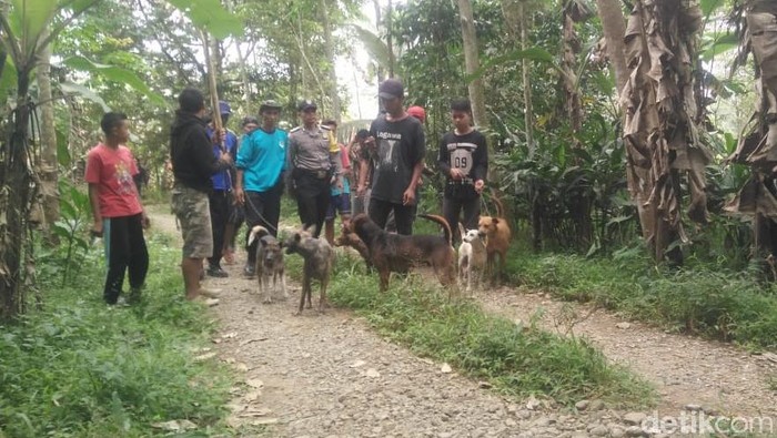 Detail Anjing Berburu Babi Hutan Nomer 21