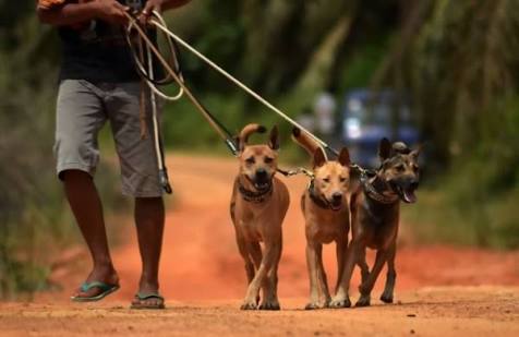 Detail Anjing Berburu Babi Hutan Nomer 23