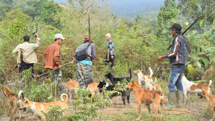 Detail Anjing Berburu Babi Hutan Nomer 27