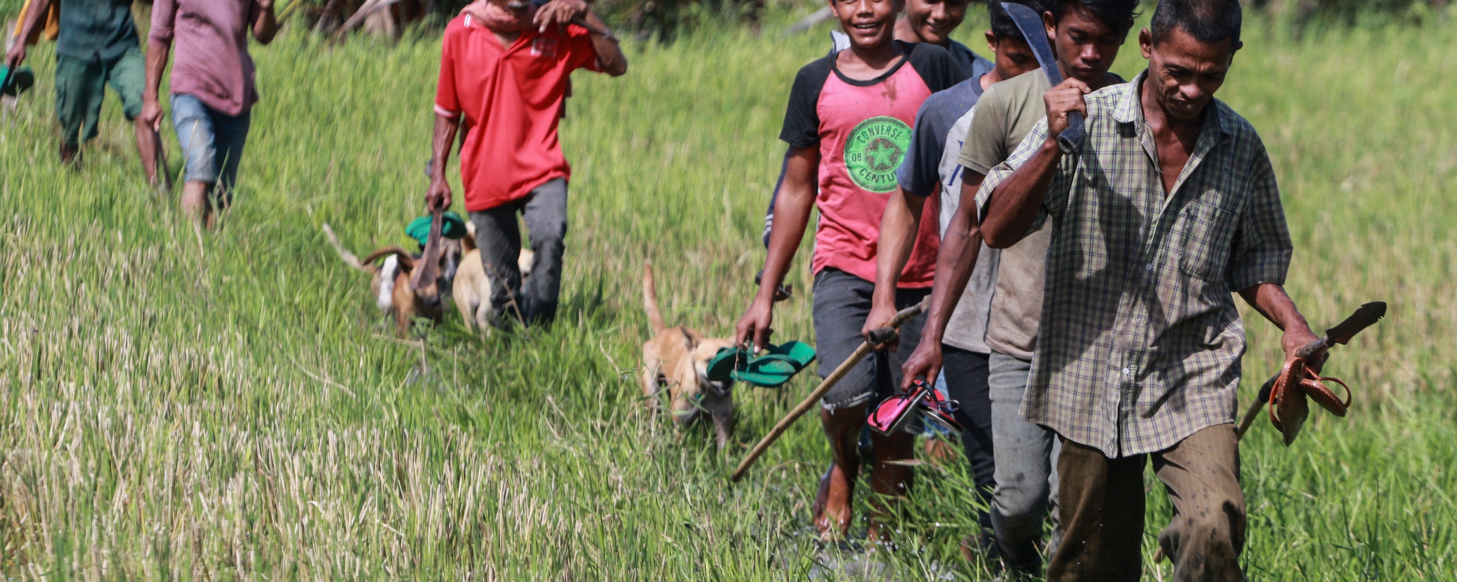 Detail Anjing Berburu Babi Hutan Nomer 44