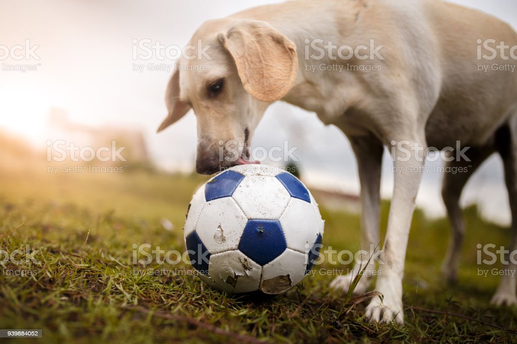 Detail Anjing Bermain Bola Nomer 2