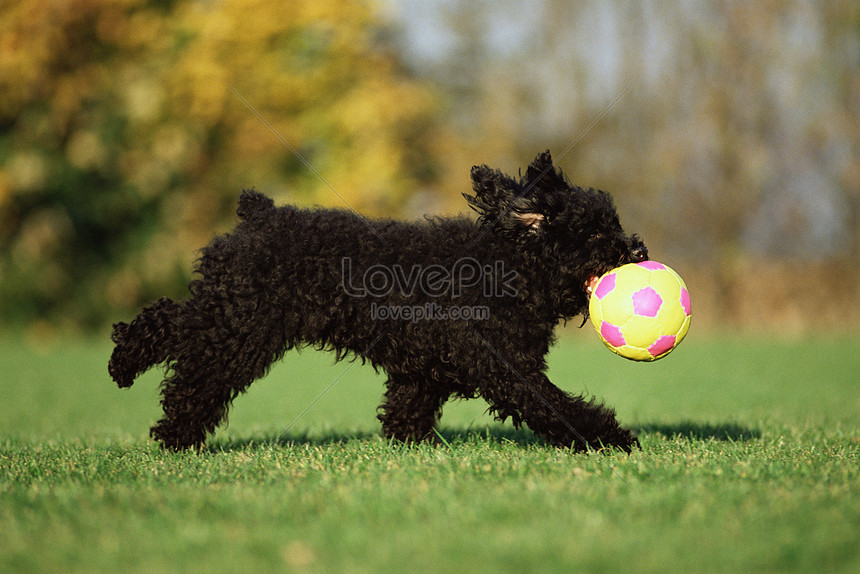 Detail Anjing Bermain Bola Nomer 17