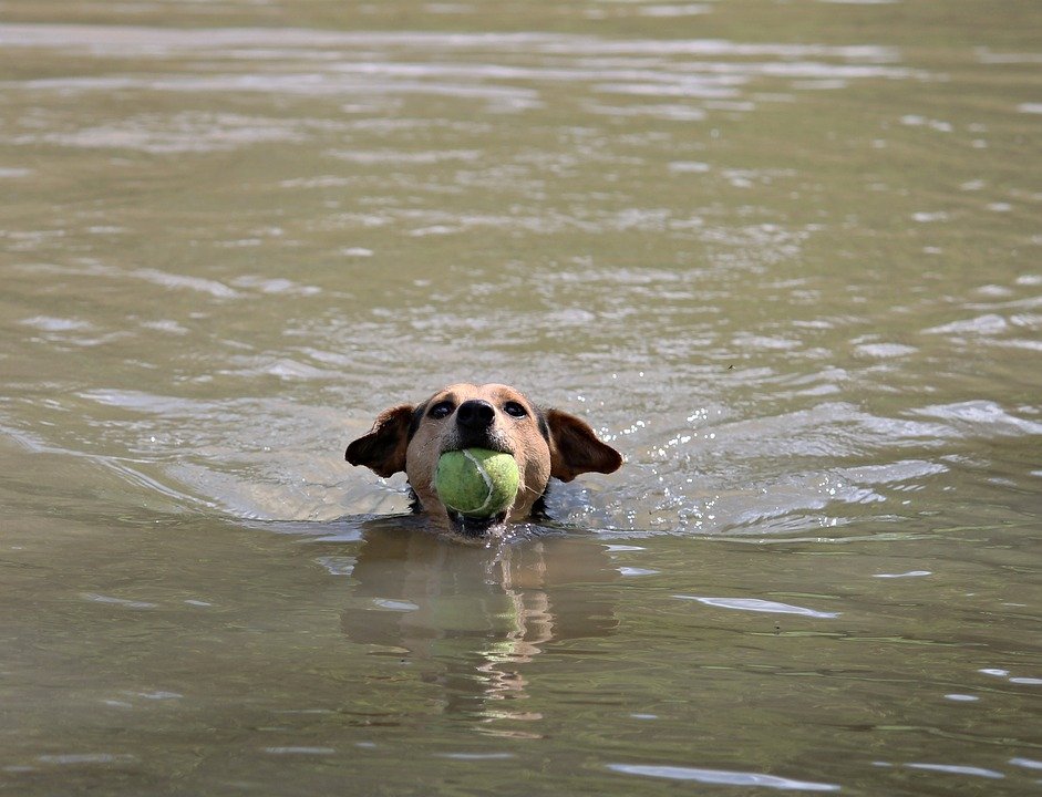 Detail Anjing Bermain Bola Nomer 20