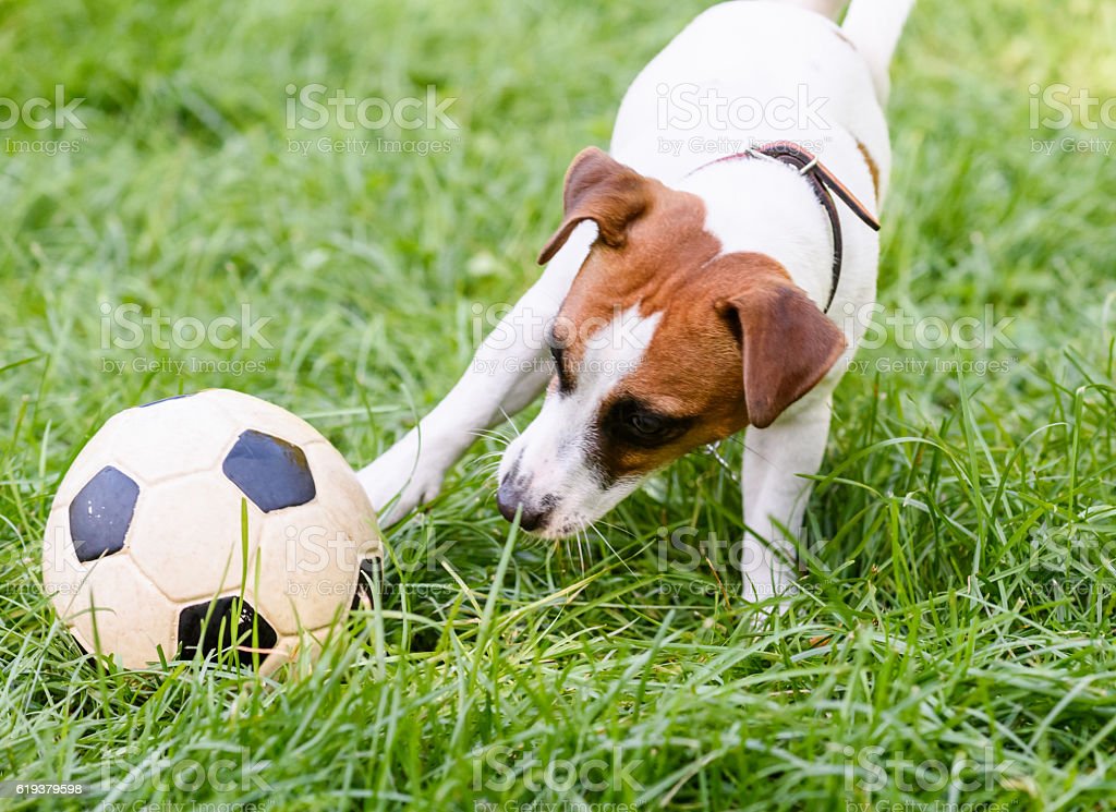 Detail Anjing Bermain Bola Nomer 23