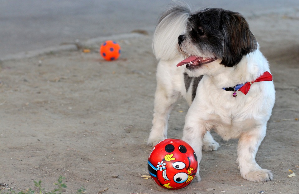 Detail Anjing Bermain Bola Nomer 36