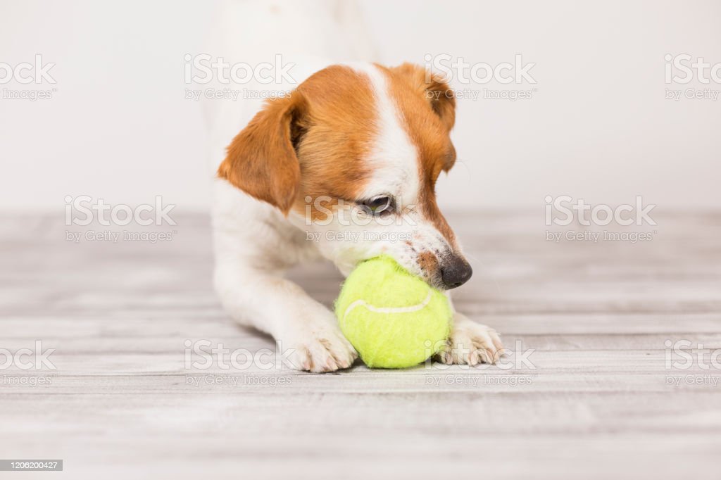 Detail Anjing Bermain Bola Nomer 38