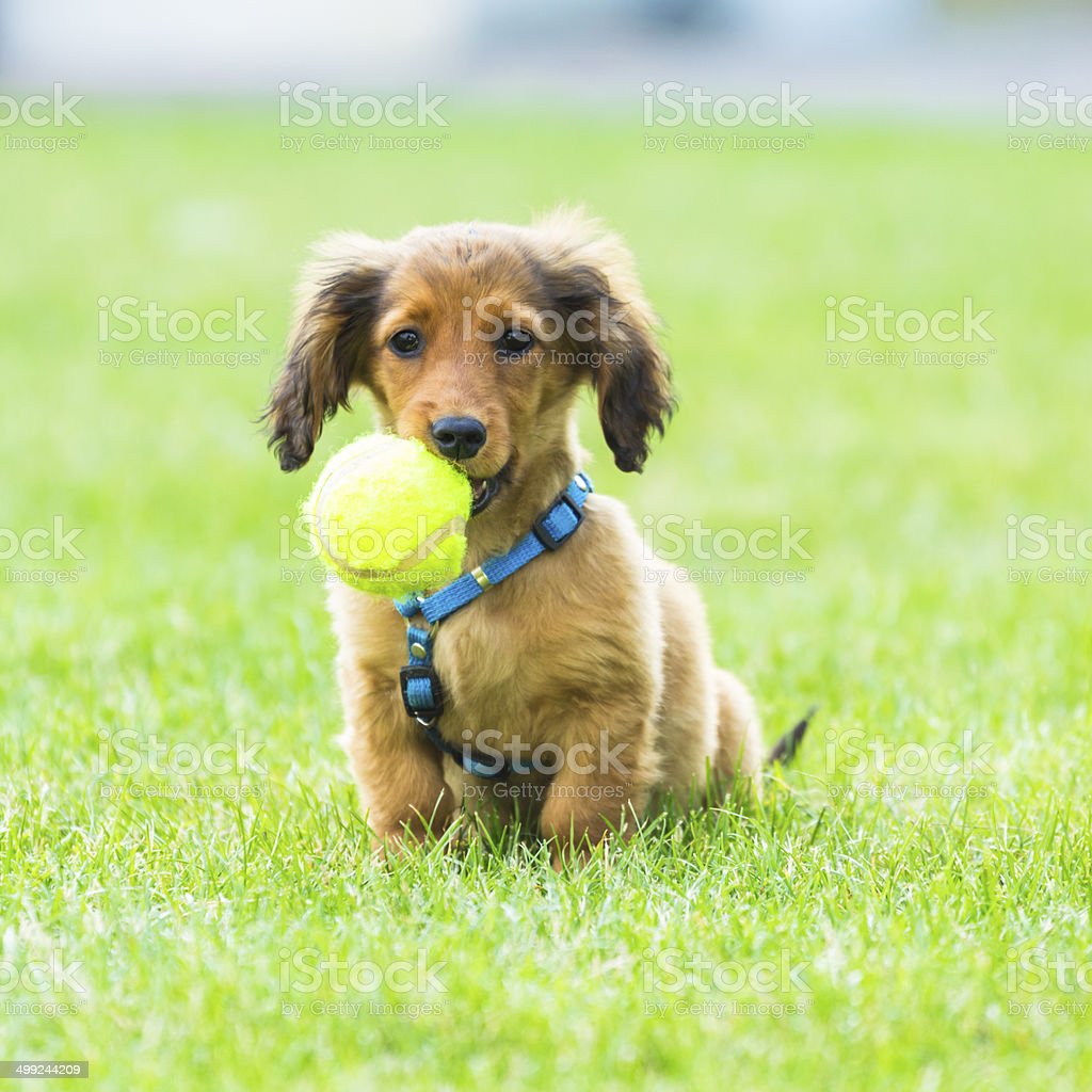 Detail Anjing Bermain Bola Nomer 39