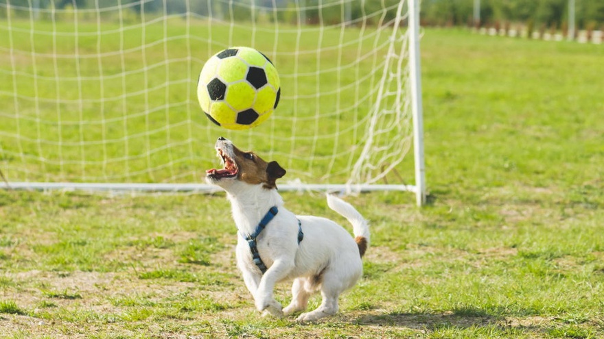 Detail Anjing Bermain Bola Nomer 5