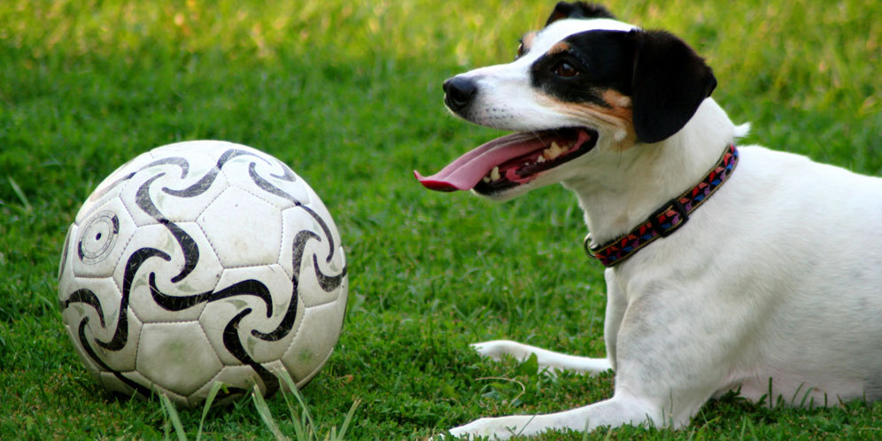 Detail Anjing Bermain Bola Nomer 7