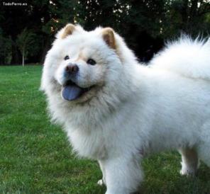 Anjing Chow Chow Putih - KibrisPDR