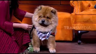 Detail Anjing Chow Chow Putih Nomer 11
