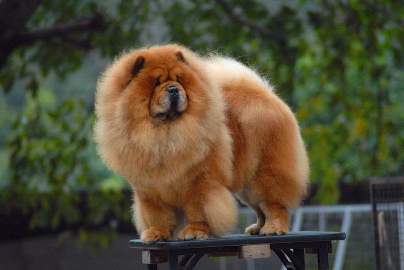 Detail Anjing Chow Chow Putih Nomer 16