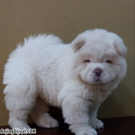 Detail Anjing Chow Chow Putih Nomer 17