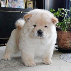Detail Anjing Chow Chow Putih Nomer 19