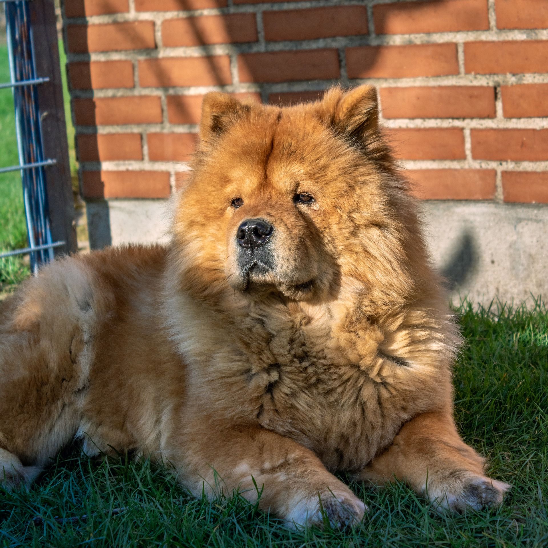 Detail Anjing Chow Chow Putih Nomer 20