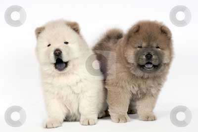 Detail Anjing Chow Chow Putih Nomer 22