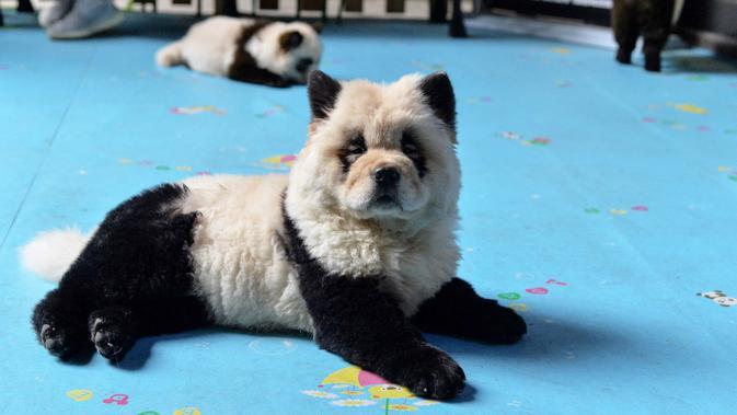 Detail Anjing Chow Chow Putih Nomer 23