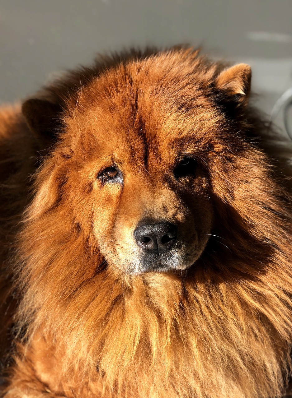 Detail Anjing Chow Chow Putih Nomer 24
