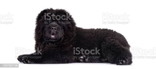 Detail Anjing Chow Chow Putih Nomer 25