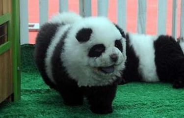 Detail Anjing Chow Chow Putih Nomer 26