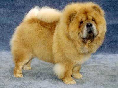 Detail Anjing Chow Chow Putih Nomer 27