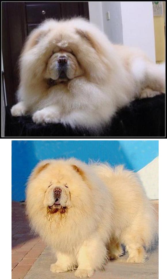 Detail Anjing Chow Chow Putih Nomer 28