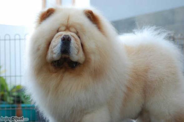 Detail Anjing Chow Chow Putih Nomer 4